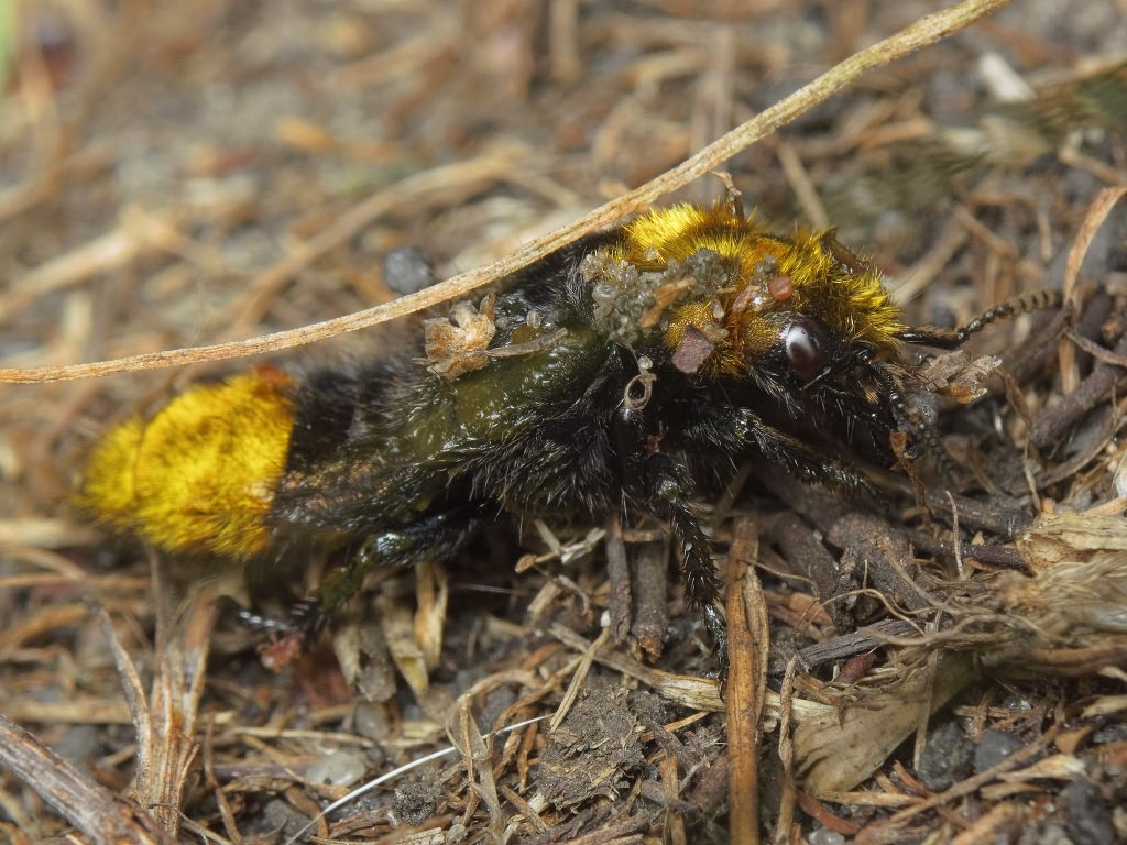 Emus hirtus (Linnaeus, 1758)